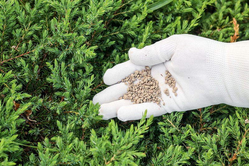 Kiedy należy nawozić tuje?